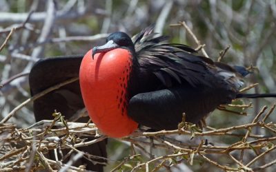 Exploring the Spanish Speaking World: ¡Vamos a las Islas Galápagos!